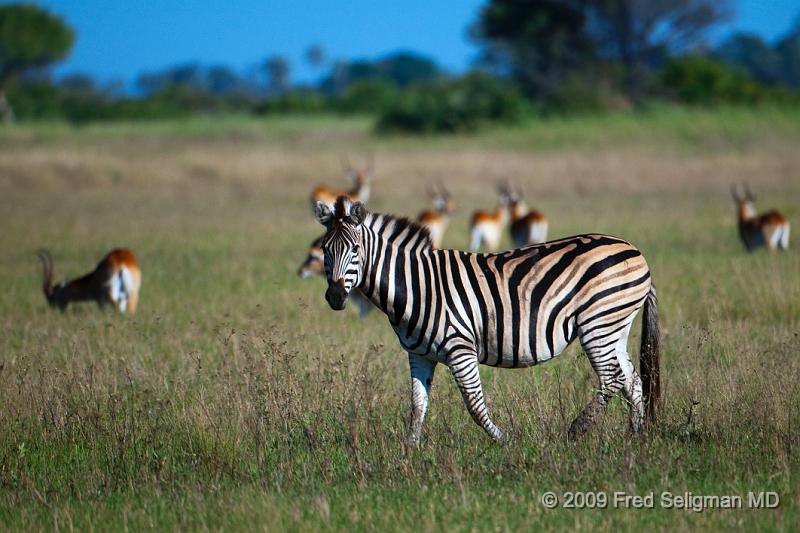20090613_101358 D300 X1.jpg - Zebras at Okavanga Delta, Botswana